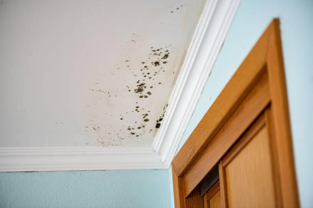 Professional Mold Removal in Northridge, OH