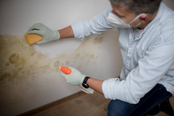 Best Toxic Mold Removal  in Northridge, OH