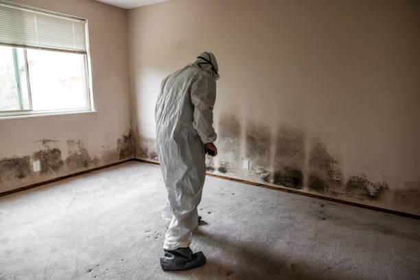 Best Residential Mold Removal  in Northridge, OH