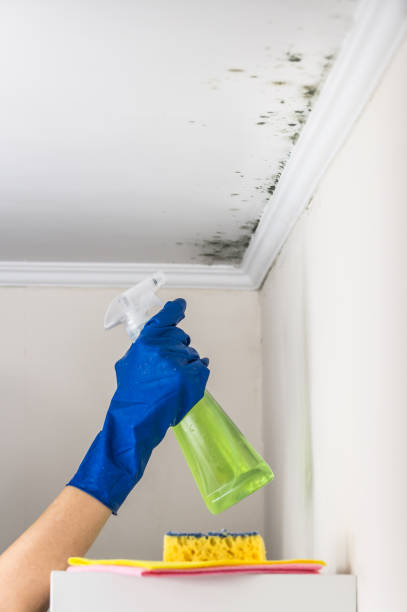Best Toxic Mold Removal  in Northridge, OH